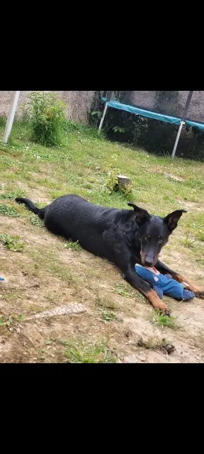cão perdido 38300 Succieu Rio cão lost 38300 Succieu Rio