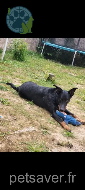 chien perdu 38300 Succieu Rio chien lost 38300 Succieu Rio