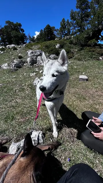 chien lost   38300 Bourgoin-Jallieu Saiko