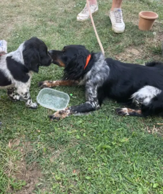 chien lost   38550 Auberives-sur-Varèze Saphir