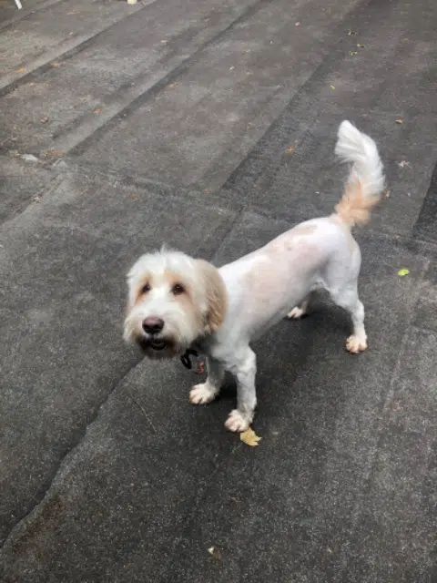 chien lost   38200 Chuzelles Scooby