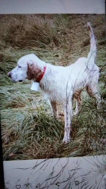 chien lost   38150 Agnin Simba et Rio