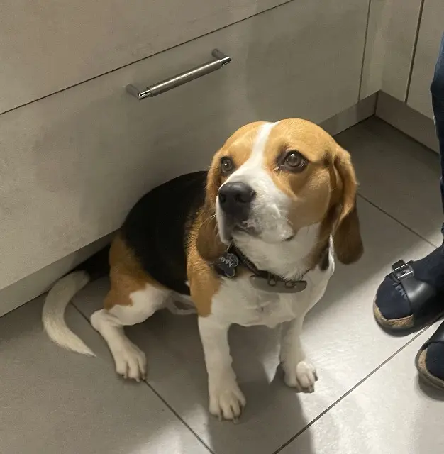 chien lost   38500 La Buisse Snoopy