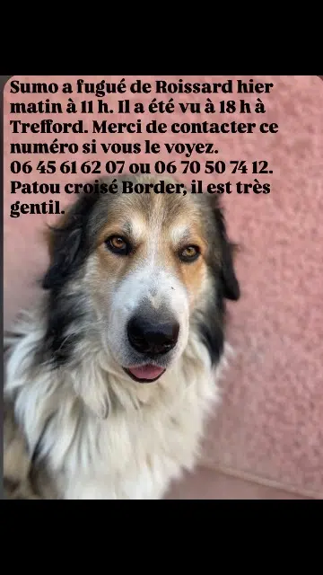 chien lost   38650 Roissard Sumo