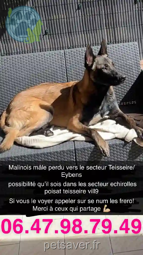 Chien Perdu 38 Isère - Thayson Chien Perdu 38 Isère - Thayson