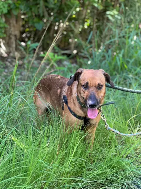 chien lost   38270 Moissieu-sur-Dolon tibidi