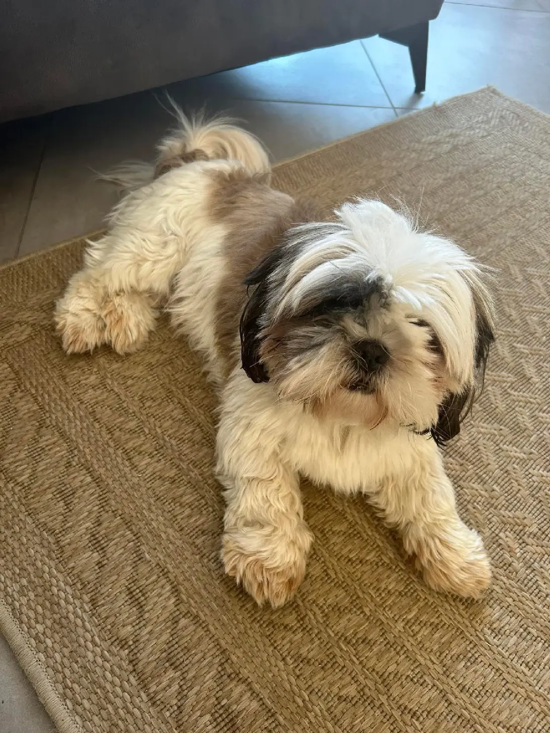 Chien Perdu 38 Isère Chien Perdu 38 Isère