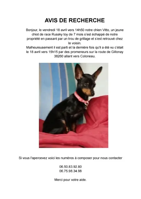 chien perdu 38260 Gillonnay Vitto chien lost 38260 Gillonnay Vitto