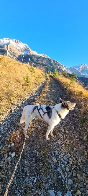 chien lost   38710 Saint-Baudille-et-Pipet Winch