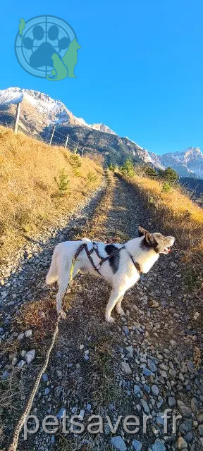 cane perso 38710 Saint-Baudille-et-Pipet Winch cane lost 38710 Saint-Baudille-et-Pipet Winch
