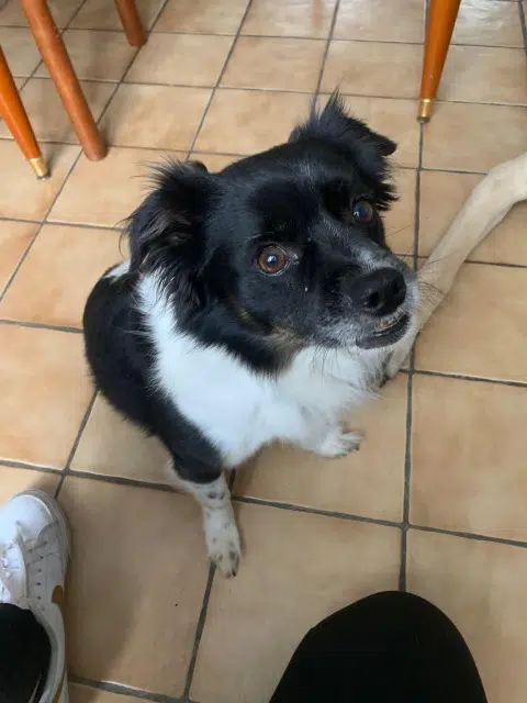 chien lost   38200 Jardin Woody