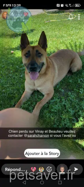 chien lost   38470 Beaulieu Zouko