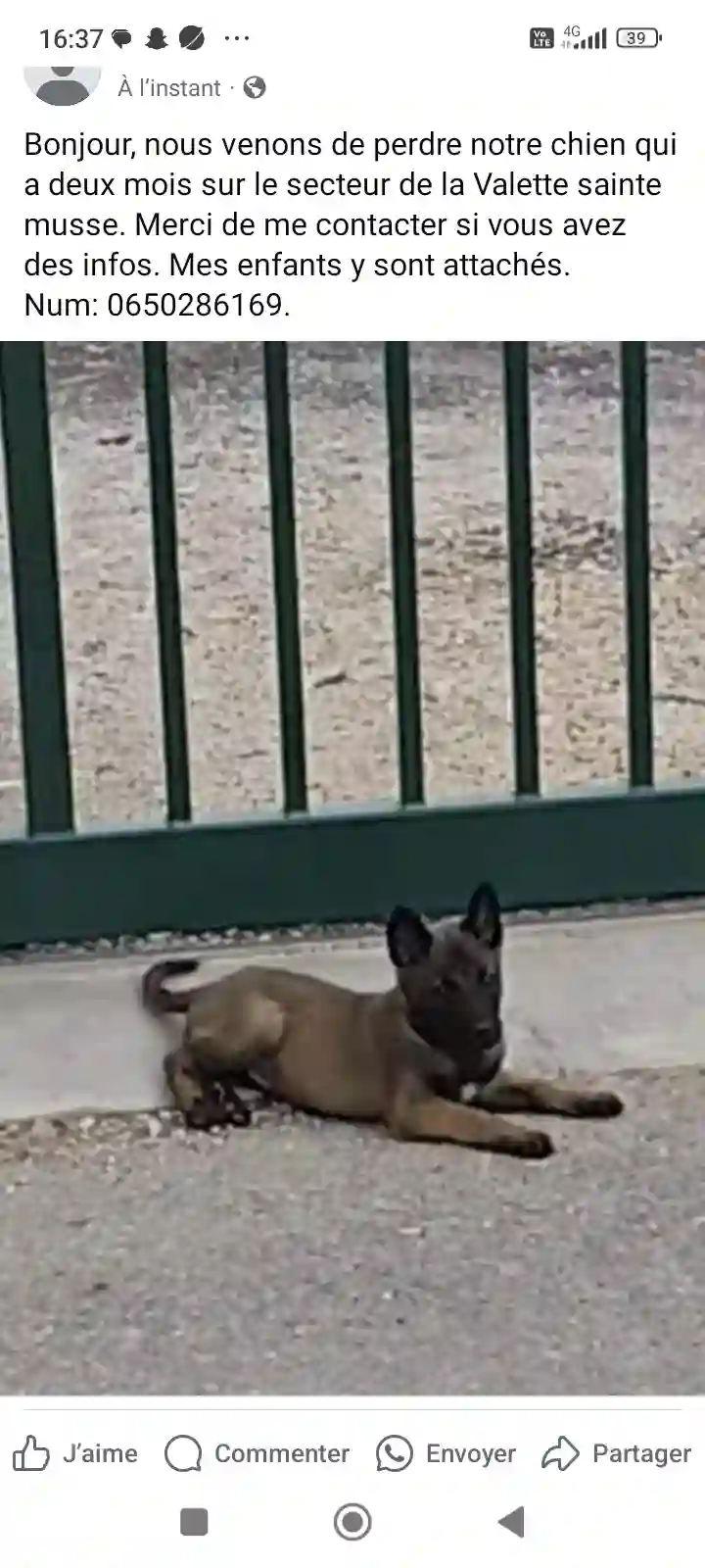 Chien Perdu 38 Isère Chien Perdu 38 Isère