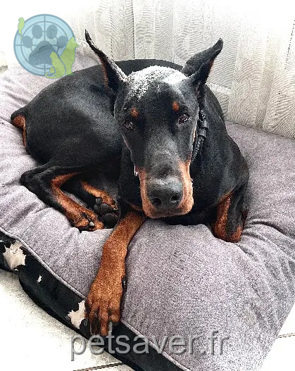 Chien Perdu 38 Isère Chien Perdu 38 Isère
