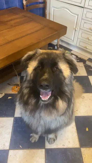 chien lost   39300 Vers-en-Montagne Ares