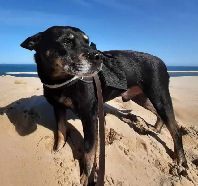 chien lost   39130 Châtillon Falco