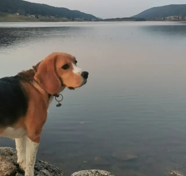 chien lost   39400 Hauts de Bienne Nils