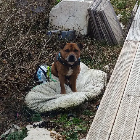 chien perdu 113 Route des Buclets 39400 Morbier Olaf chien lost 113 Route des Buclets 39400 Morbier Olaf