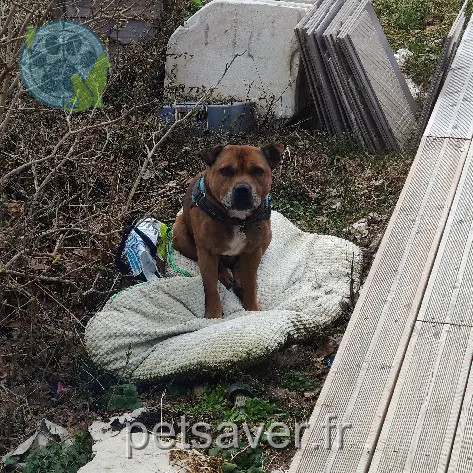hond vermist 113 Route des Buclets 39400 Morbier Olaf hond lost 113 Route des Buclets 39400 Morbier Olaf