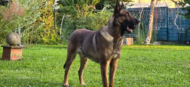 chien lost   39700 Orchamps STALLONE