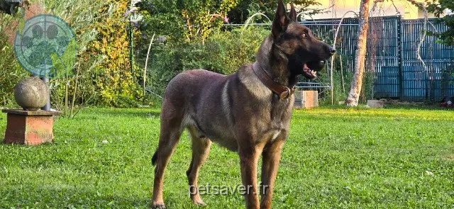 chien perdu 39700 Orchamps STALLONE chien lost 39700 Orchamps STALLONE