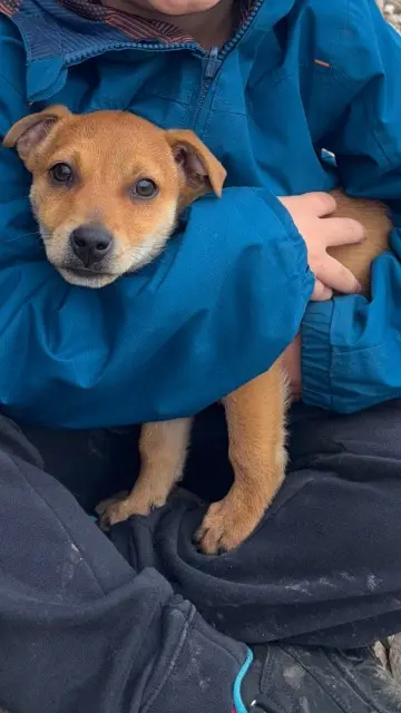 chien lost   39380 Belmont Terra