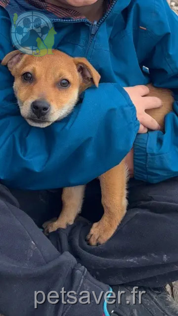 cão perdido 39380 Belmont Terra cão lost 39380 Belmont Terra