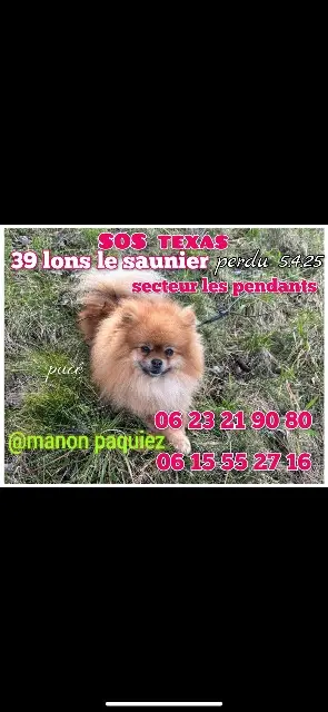 chien lost   39000 Lons-le-Saunier TEXAS