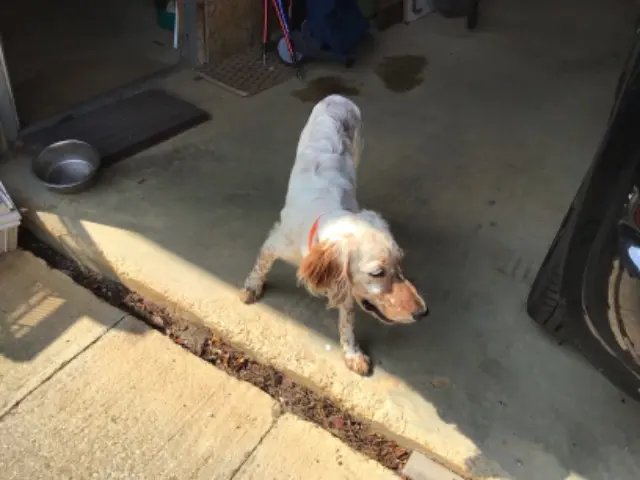 chien lost   39150 Saint-Laurent-en-Grandvaux ULYSSE