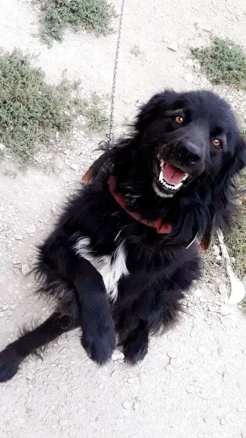 chien lost   39240 Vosbles-Valfin Brutus