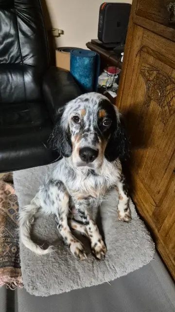 chien lost   40260 Lesperon Aka