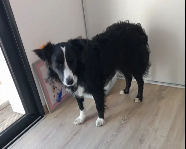 chien lost   40100 Dax Blue