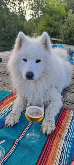 chien lost   40000 Mont-de-Marsan Bob