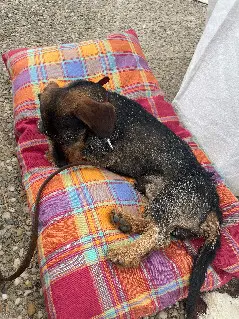 Chien Perdu 40 Landes Chien Perdu 40 Landes