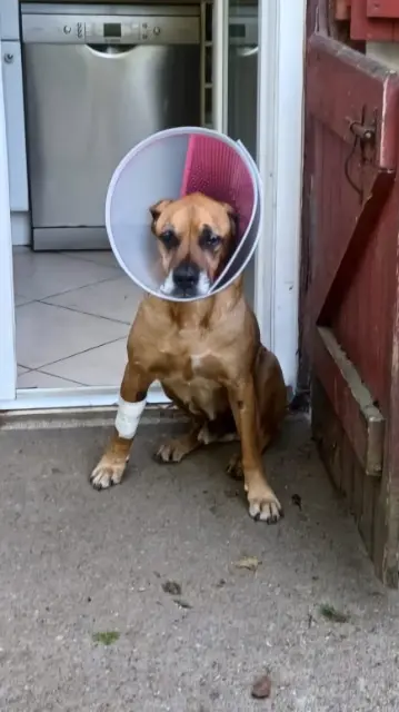 chien lost   40390 Saint-Martin-de-Seignanx Falco