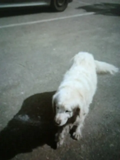 chien lost   40180 Narrosse Figo
