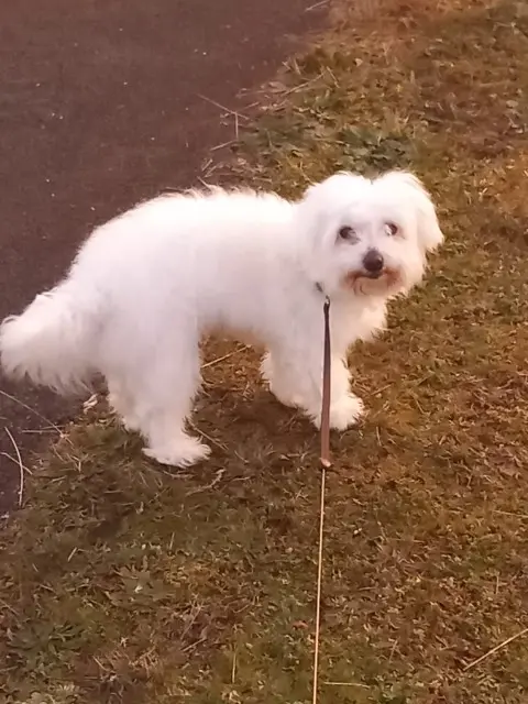 chien lost   40600 Biscarrosse Jessy