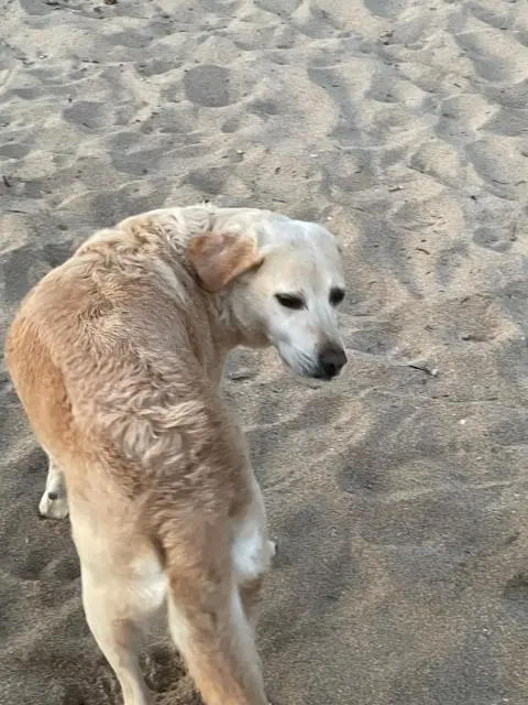 chien lost   40270 Grenade-sur-l'Adour Malin