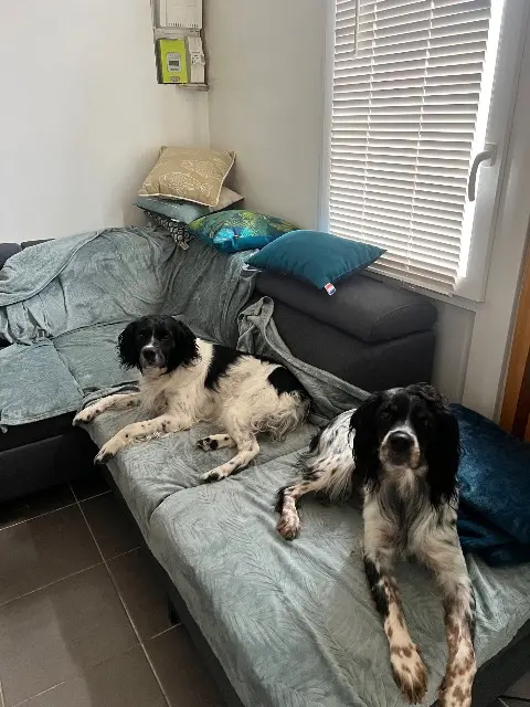 chien lost   40600 Biscarrosse Narco