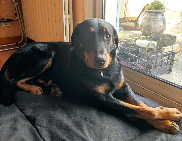 chien lost   40000 Mont-de-Marsan PAKITO