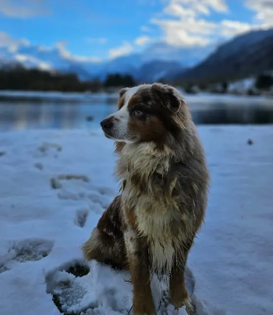 chien lost   40200 Mimizan Peps