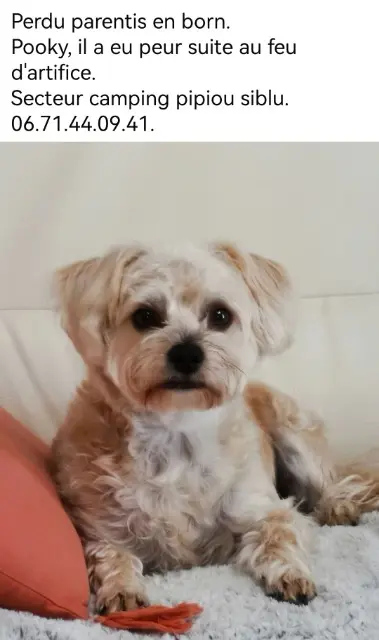 chien lost   40160 Parentis-en-Born POOKY