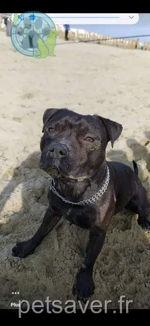 chien lost   40140 Soustons Power