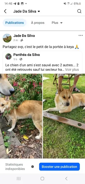 chien lost   40700 Hagetmau Raiko