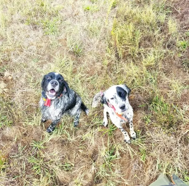 chien lost   40000 Mont-de-Marsan Rambo et suki
