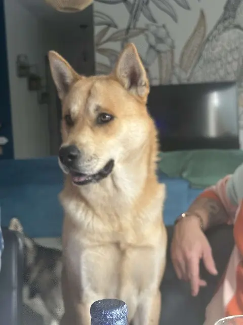 chien lost   40700 Hagetmau Raïko