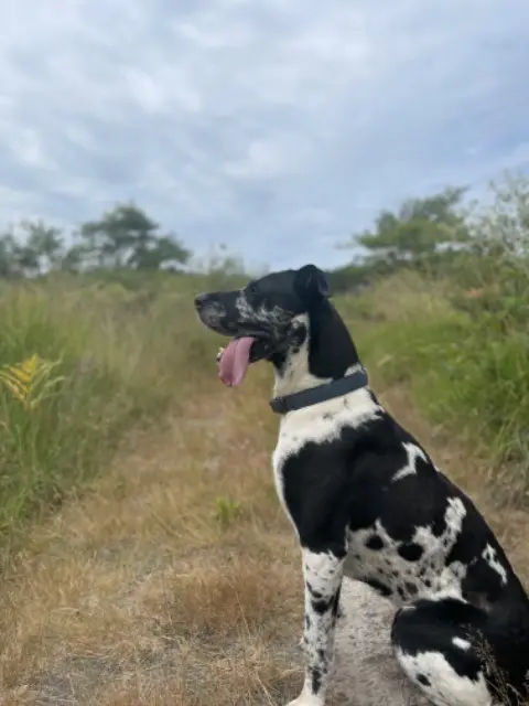 chien lost   40990 Saint-Paul-lès-Dax Rock