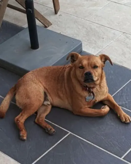 chien lost   40230 Saint-Vincent-de-Tyrosse Rock