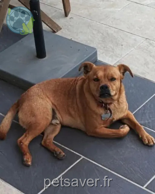 cão perdido 40230 Saint-Vincent-de-Tyrosse Rock cão lost 40230 Saint-Vincent-de-Tyrosse Rock