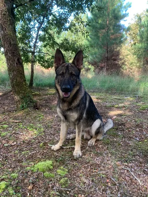 chien lost   40210 Lüe Sunka